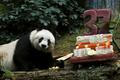 Nejstarší panda oslavila 37 let. Jde o rekord