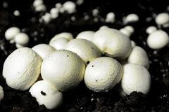 Žampiony (Pečárka dvouvýtrusá)