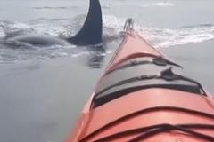 Kajakářka si užívala dovolenou a najednou ji obklopily kosatky