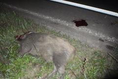 Zásahy hasičů - divočák