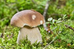 Hřib smrkový - pravák - houba - houby