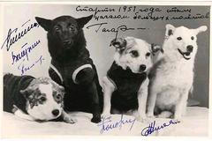 FOTO Toto jsou vesmírní psí hrdinové. Voříšci z ruských ulic