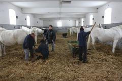 Kladrubský hřebčín