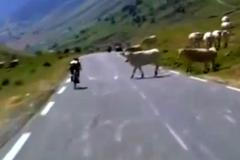 Warren Barguil a krávy na cestě