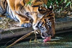 Zoo Praha, nová sezona 2015