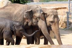 Sloni v pražské ZOO