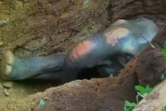 Indičtí lesníci zachránili slůně, které spadlo do studny