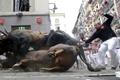 An El Tajo y La Reina ranch fighting bull falls to the ground as it takes the Mercaderes curve during the second running of the bulls of the San Fermin festival in Pamplona