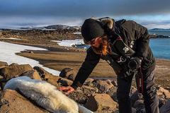 mrtvý lední medvěd na Špicberkách