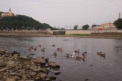 Sucho Labe v Ústí nad Labem 24. 7. 2015