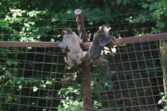 Makaci prchají ze zoo v Olomouci.