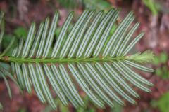 Češi objevili látku, která podpoří protirakovinnový protein