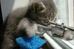 kočky, Brusel, terorismus