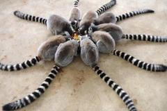 Zvířecí fešáci roku 2015 před objektivy