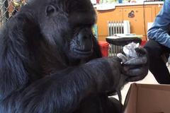 gorila Koko dostala koťata