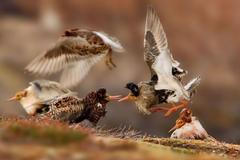 Wildlife Photographer of the Year 2015