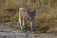 Mládě rysa ostrovida