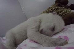 O čem se zdá mláděti ledního medvěda