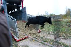 Vypuštění praturů v Milovicích