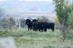 Vypuštění praturů v Milovicích