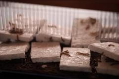 Mouční červi mohou zbavit svět odpadů z plastu. Chutná jim