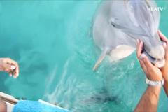 Dívce spadl do moře mobil. Delfín jí ho vylovil