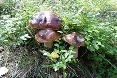 Houbařská fotosoutěž 2015