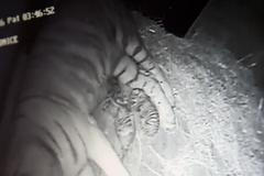 Tygří mláďata Liberec