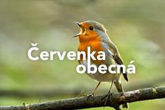 grafika - červenka obecná