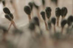 Vědci objevili plíseň, která dokáže rozložit výbušninu