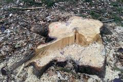 kácení stromů 2016