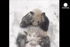 Podívejte se, jak si panda užívá nový sníh