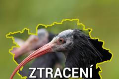 Ztracení ptáci ibis - poutací obrázek grafiky