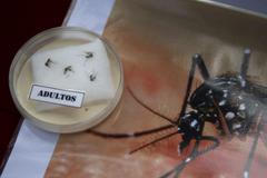 Zika virus v jižní Americe