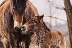 Hříbě divokých koní