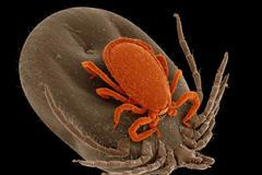 Věda je krásná - Ixodes In Flagranti