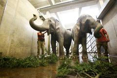 Krmení zvířat v Zoo Praha vánočním stromem ze Staromáku