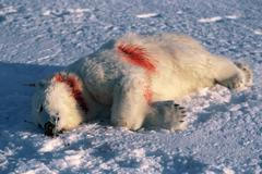 Kamaráda napadl lední medvěd. Museli jsme ho zastřelit, říká cestovatel Jan Štovíček