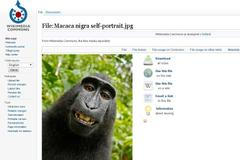 opice, selfie, makak