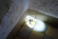 Pavouk .- trs trávy