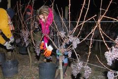 Ledové víno Šabata