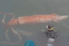 Lidem se do japonského přístavu připlula ukázat obří oliheň