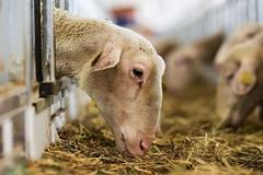 Statek Horní Dvorce