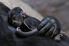 Gorila Shinda je na první mládě pyšná. Je to na ní vidět, hlásí z pražské Zoo