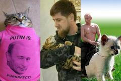 Koláž Aktuálně - Kedyarov hledá kočku