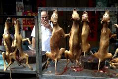 Festival pojídání psího masa v Jü-lin v Číně