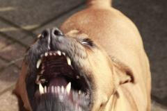 Pitbul - útok psa - agresivní pes