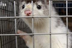 Zabil jsem tisíce norků, v kleci se cítí dobře, stát nás poškodil, říká majitel farmy