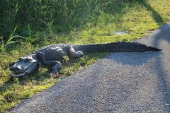 Florida aligátor