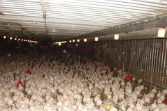 Nepotřebujeme trápit a zabíjet zvířata, veganství je zdravější a vhodné pro všechny, říká aktivistka